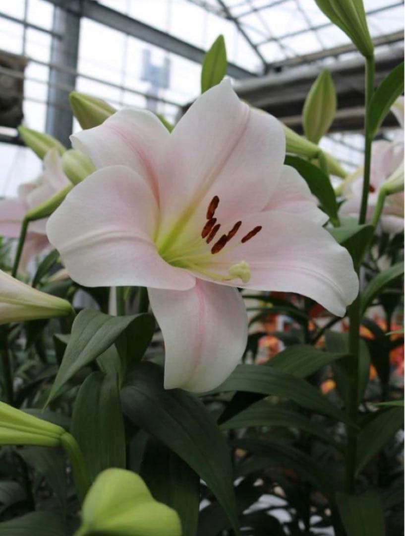 とわ　百合11種とチューリップ