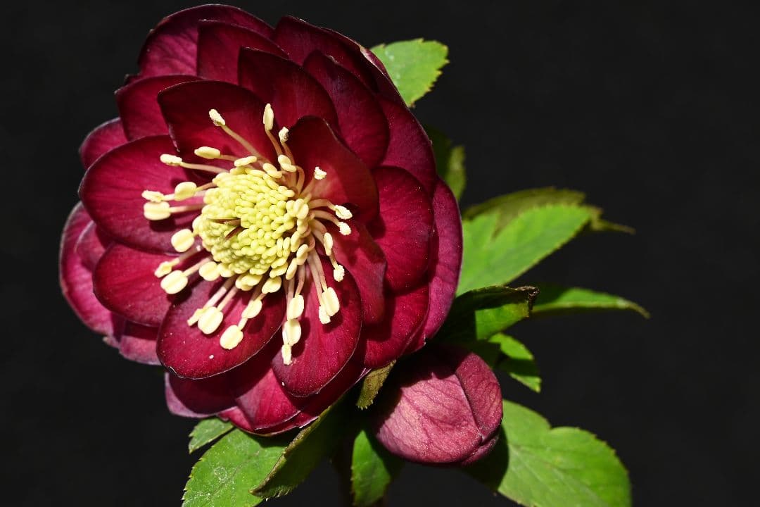 クリスマスローズ　認定！キラメキ✩レッド　加藤農園