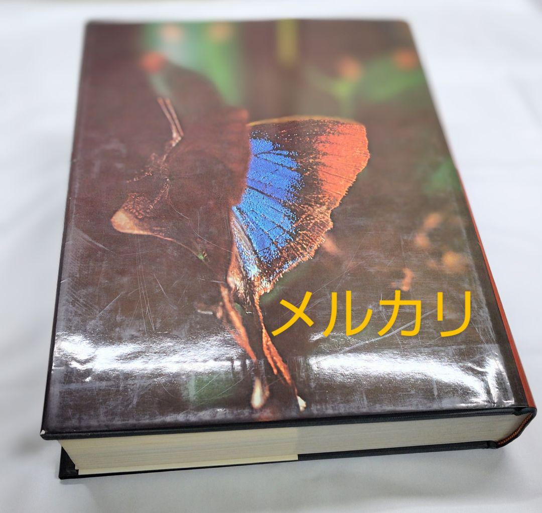 最終価格‼️Butterflies of Afrotropical アフリカ蝶