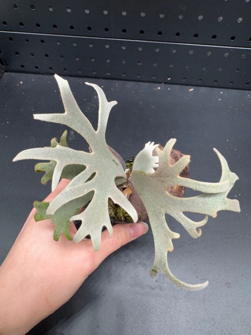 【平凡之鹿】ビカクシダ YMDS Totoro HHRナーセリータグ付け#070