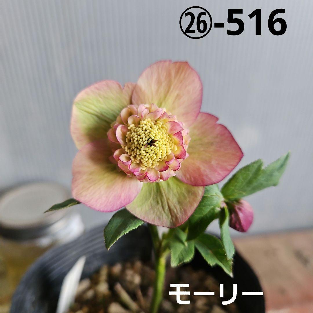 ㉖-516クリスマスローズ