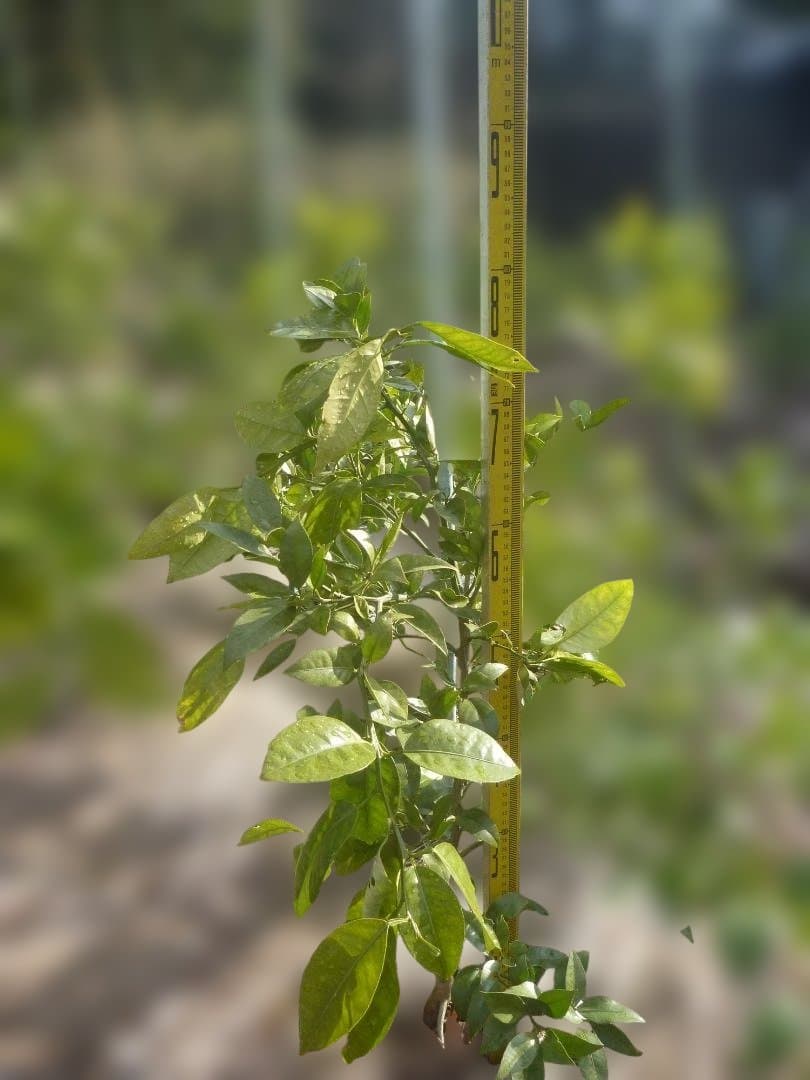 湘南ゴールド 果樹 約70cm