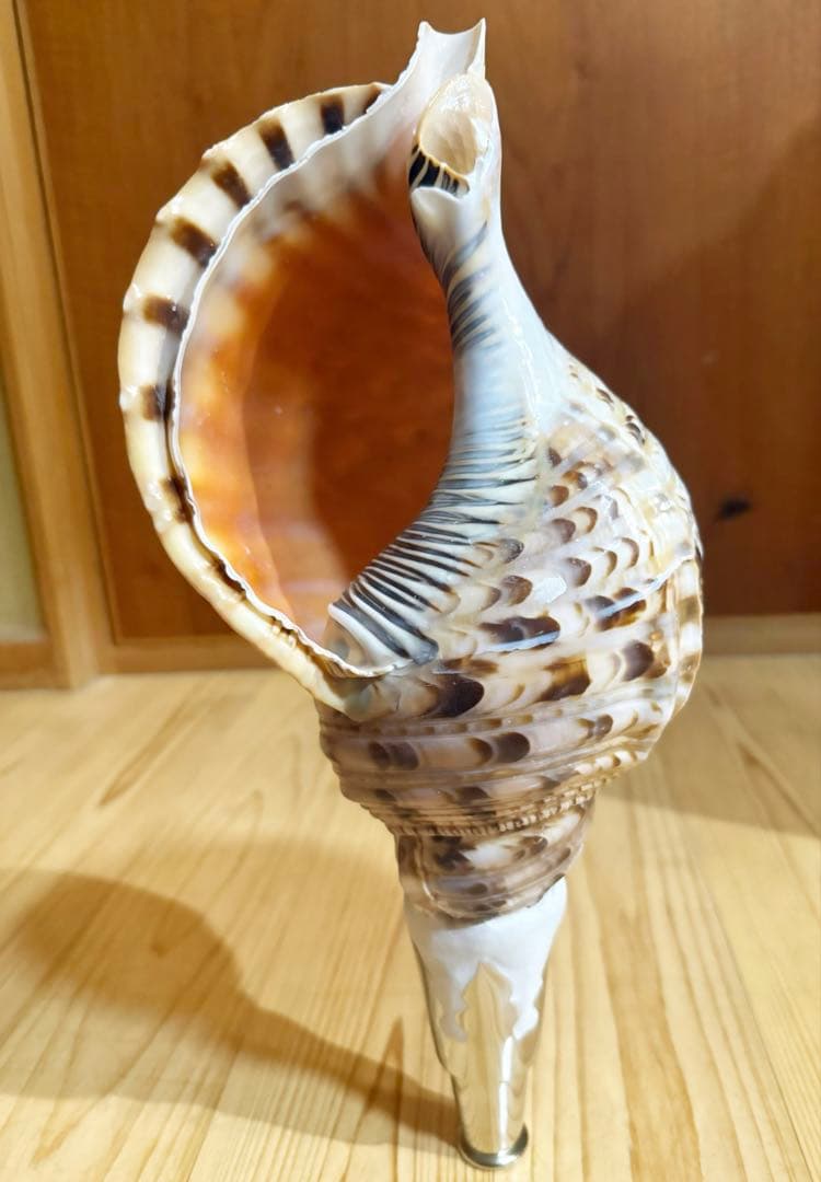 コ*チ様 修験道法螺貝37㎝ 山伏　密教　魔除け　熊よけ❣️ホラガイ　ほら貝