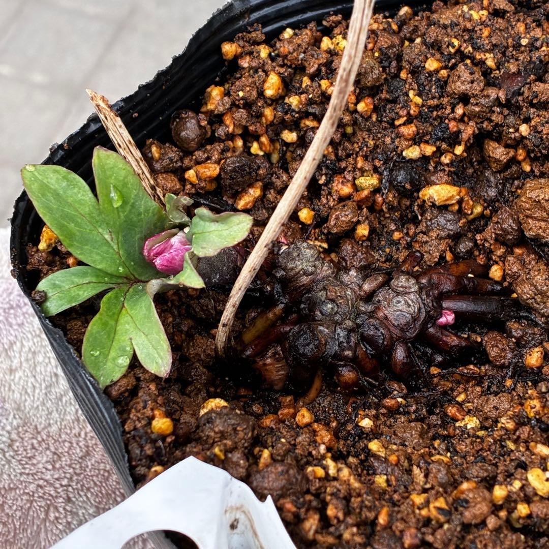 オ*ン様 3459☘️蕾花タグ付☘️超レアBELCHERI⭐️PINK ICE系