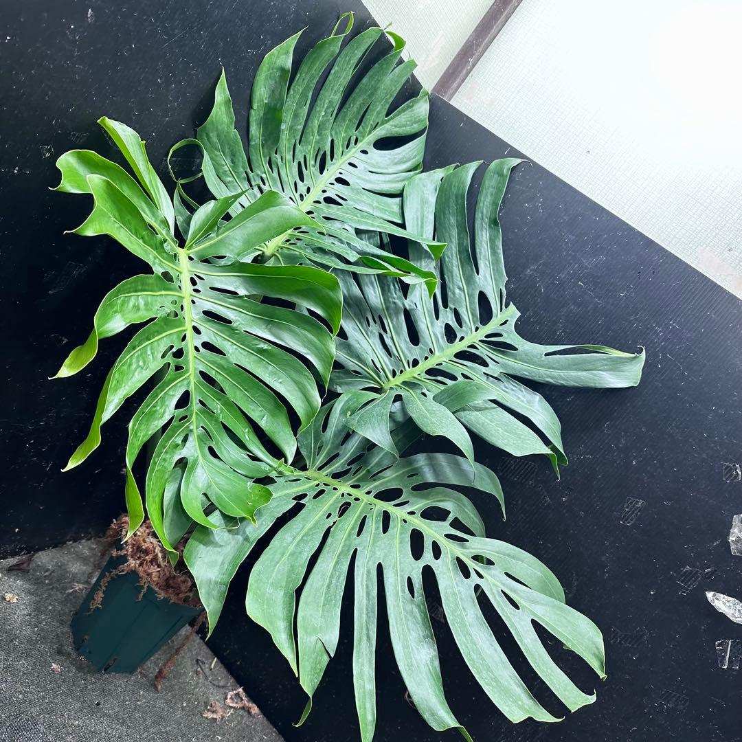a*i様 モンステラデリシオーサマクロコズム超希少系統鉢植え113㎝レア
