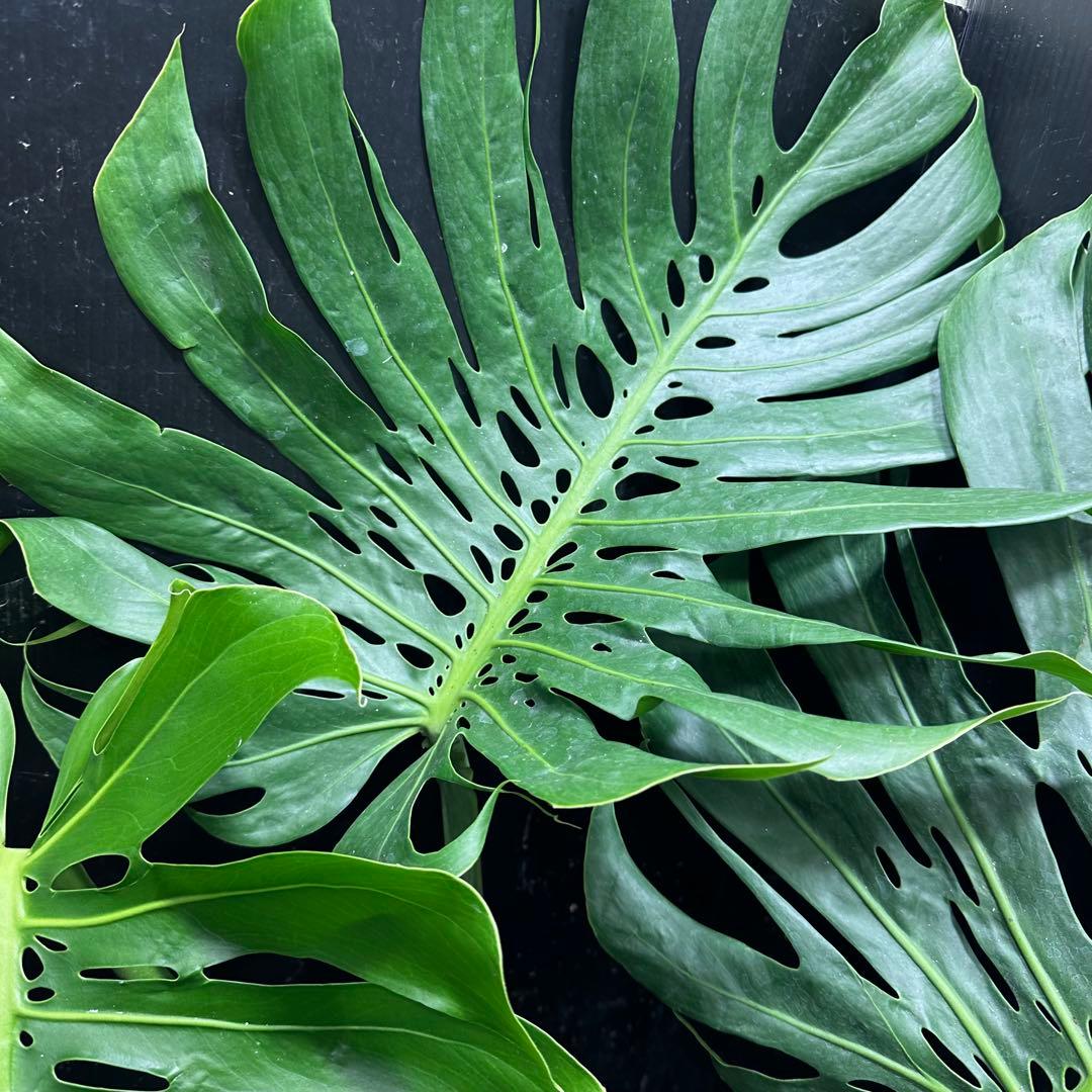 a*i様 モンステラデリシオーサマクロコズム超希少系統鉢植え113㎝レア