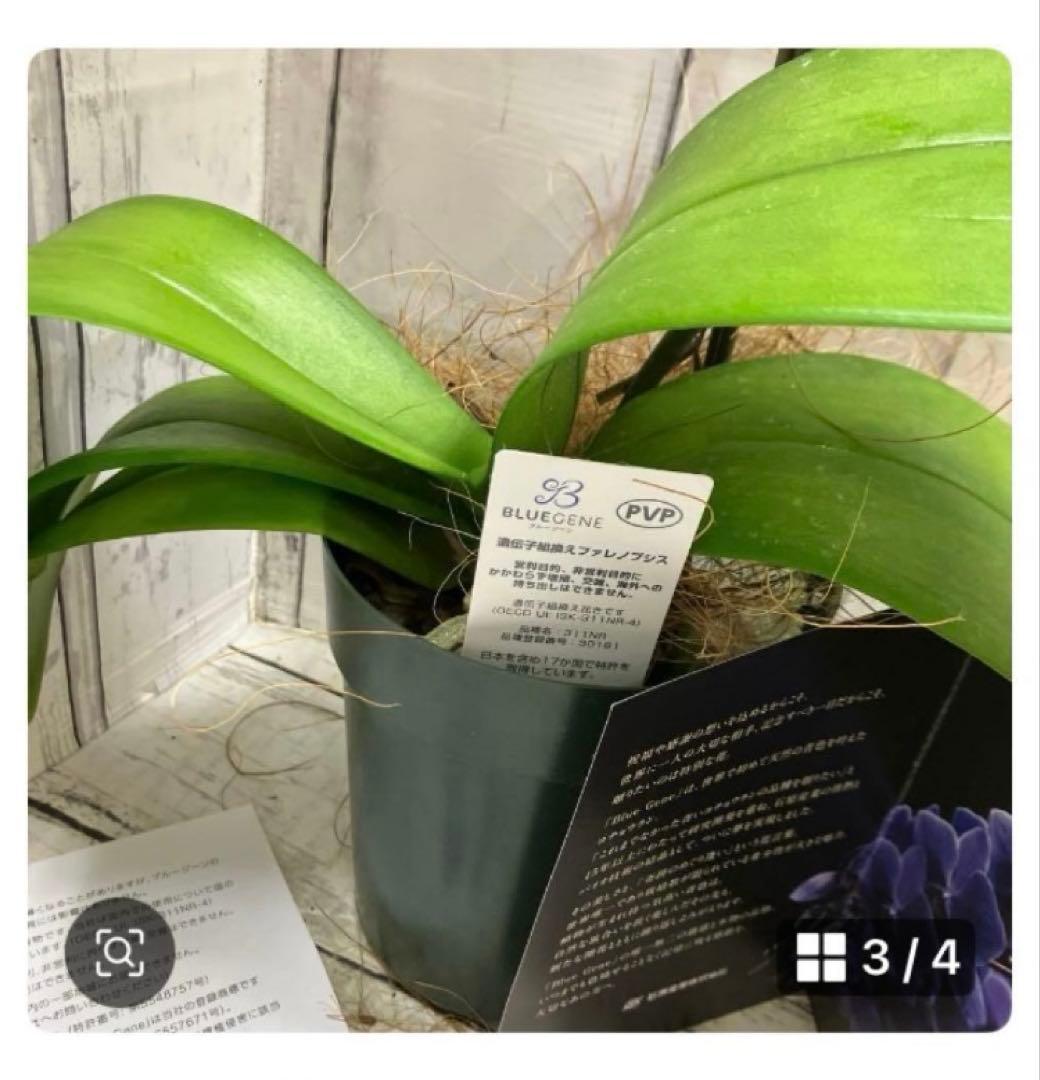 ⑥正規品　希少品種　胡蝶蘭　コチョウラン　ファレノプシス　ブルージーン　パープル