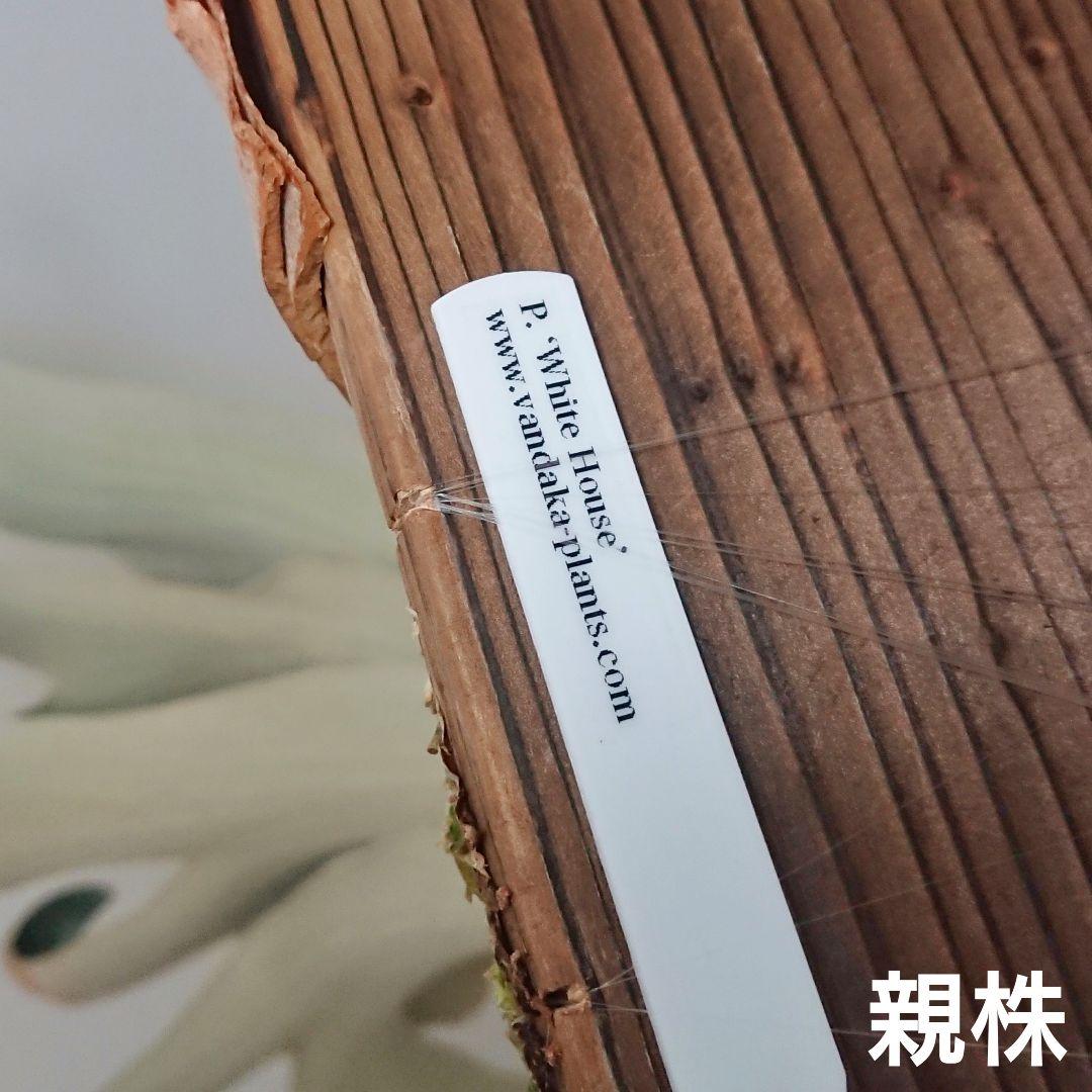 【ごりら】ビカクシダ White House 子株 株分け