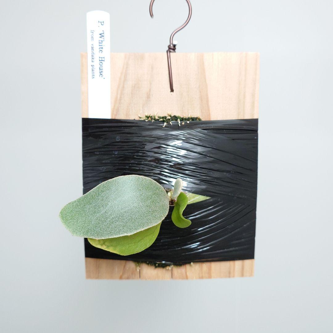 【ごりら】ビカクシダ White House 子株 株分け