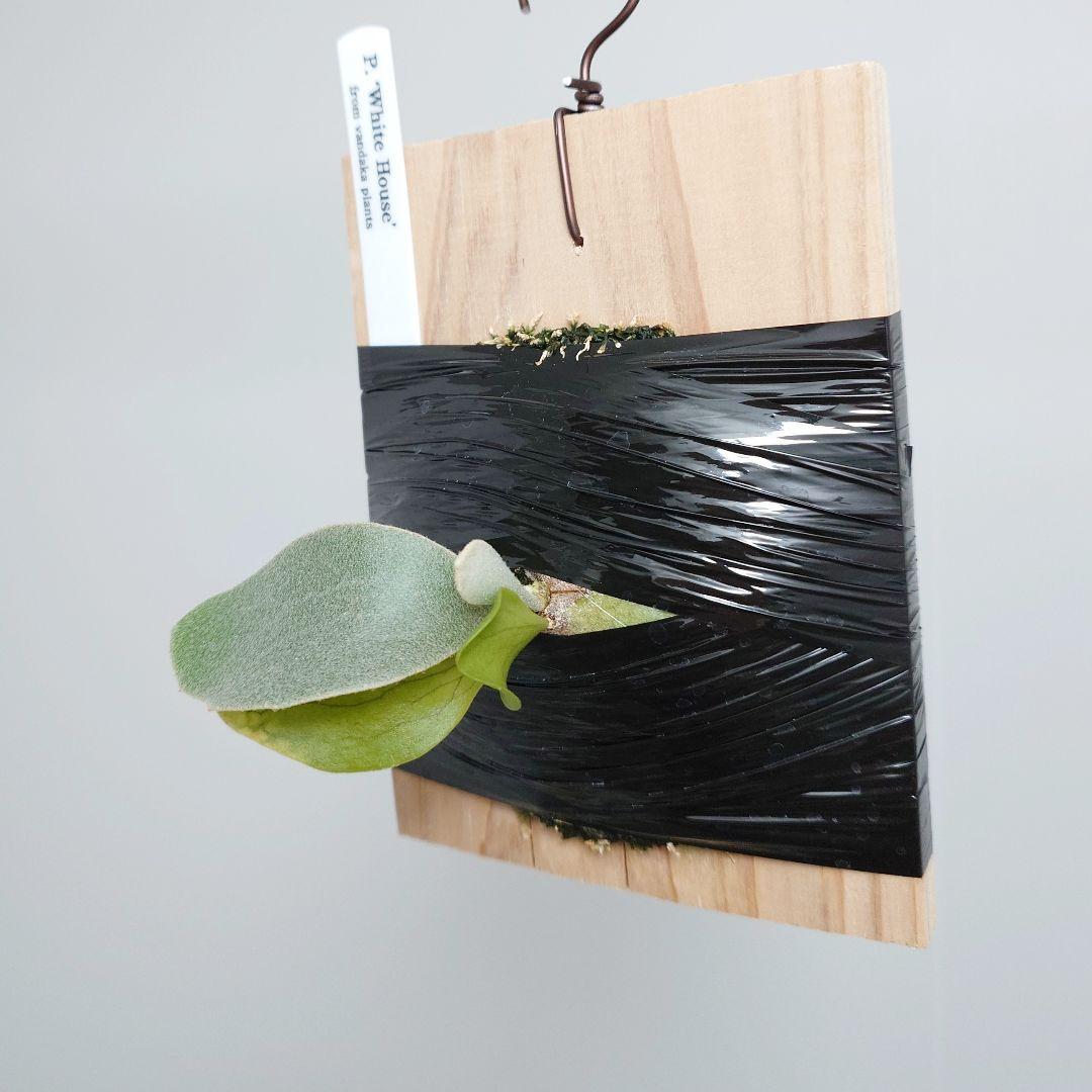 【ごりら】ビカクシダ White House 子株 株分け