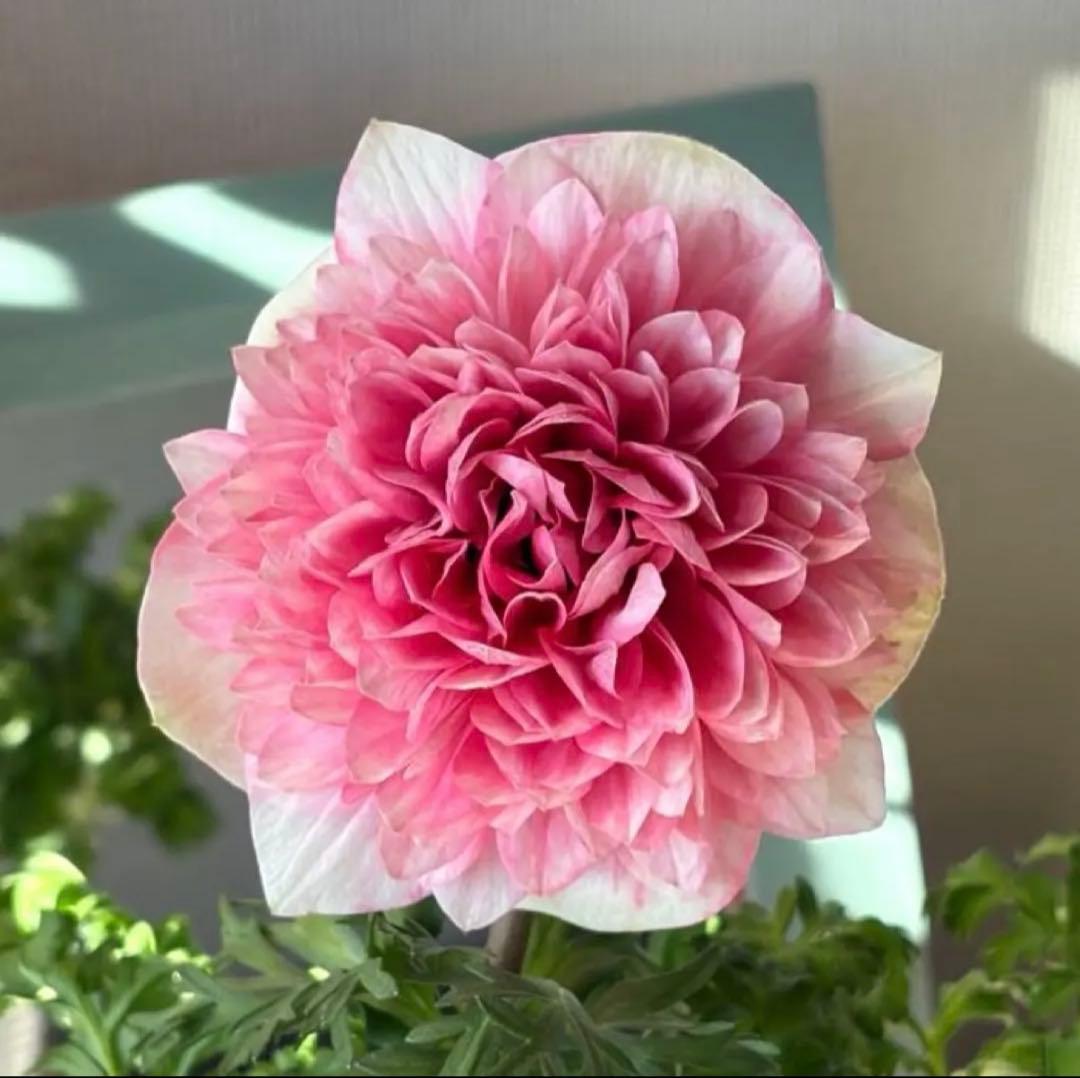 gomagoma2012様　リクエスト　おまとめ3点