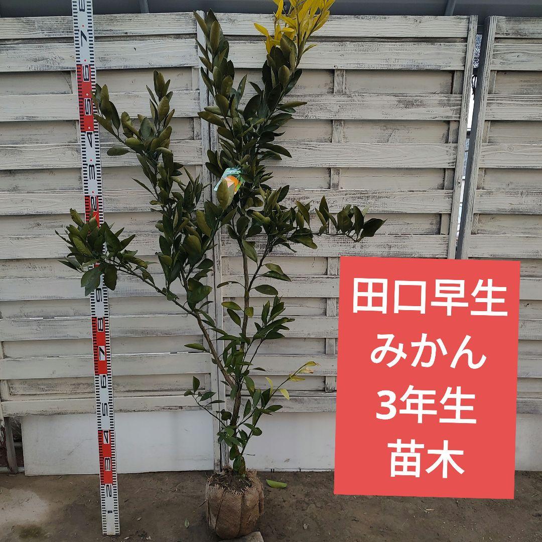 ドット ②田口早生みかん 3年生 苗木