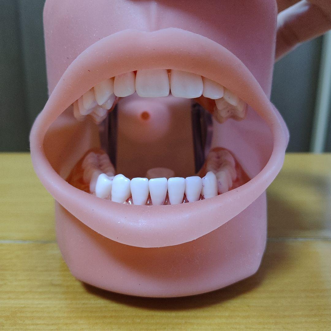 歯の模型/歯科衛生士