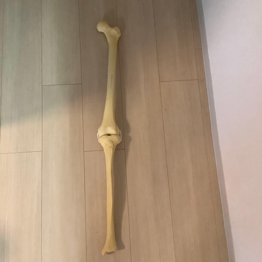 人体模型 骨格 大腿骨　脛骨