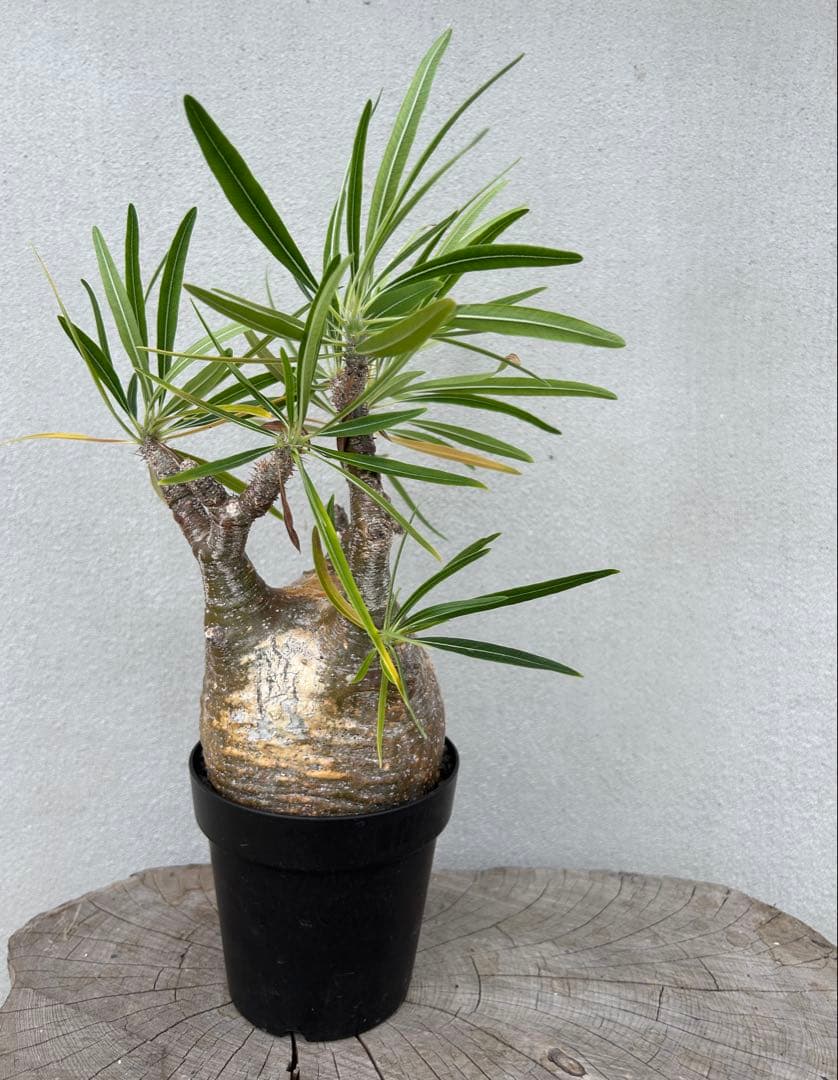塊根植物 グラキリス　現地球　発根済み