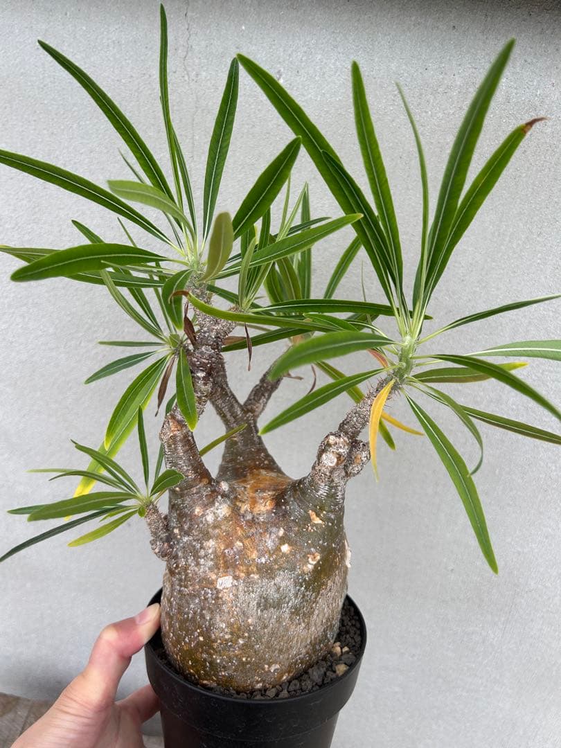 塊根植物 グラキリス　現地球　発根済み