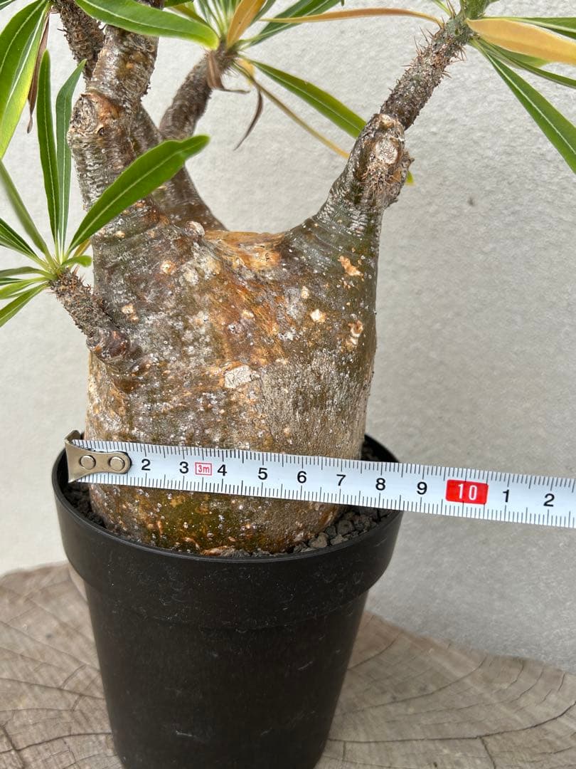 塊根植物 グラキリス　現地球　発根済み