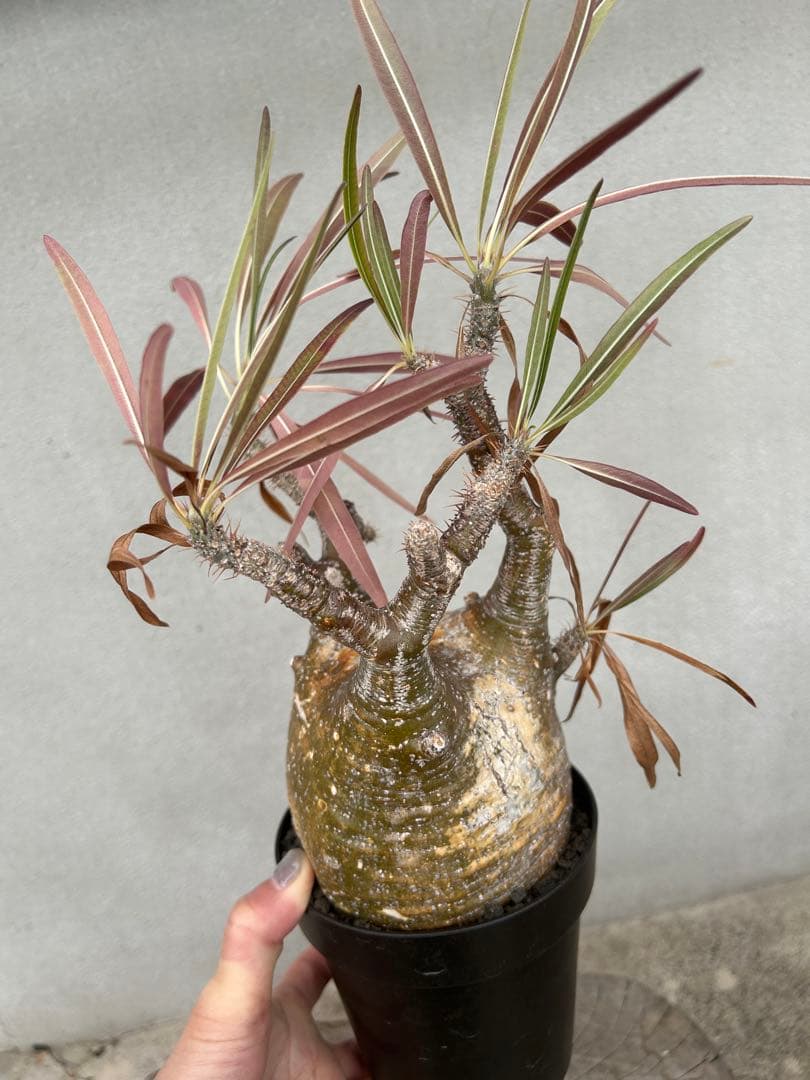 塊根植物 グラキリス　現地球　発根済み