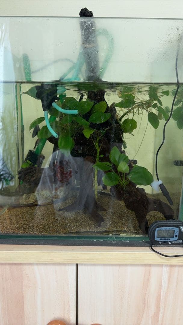 オザヤン⭐︎水槽用流木とアヌビアス　観葉植物のセット