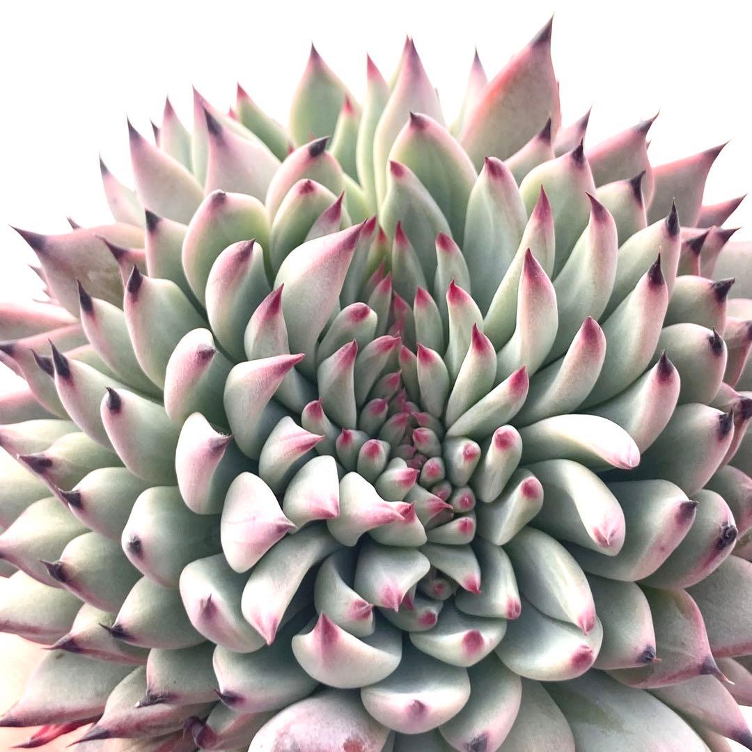 【激レア綴化苗】ミックスベリア 紫紺の矢 多肉植物 おらいさん 自家繁殖苗