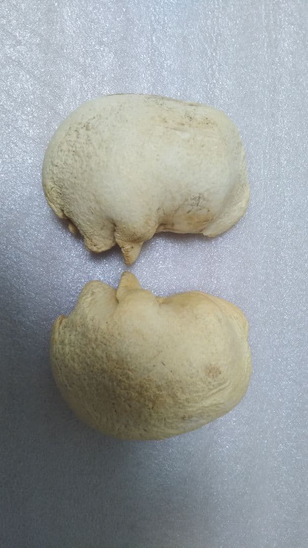 (値下げ)クジラ耳骨　希少両耳　天然美品