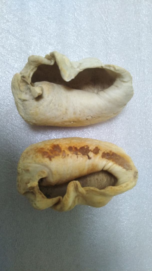(値下げ)クジラ耳骨　希少両耳　天然美品