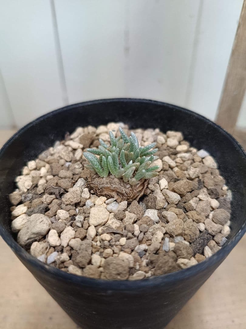 大介ページ　　D039 珍種 アボニア クイナリア（赤花）