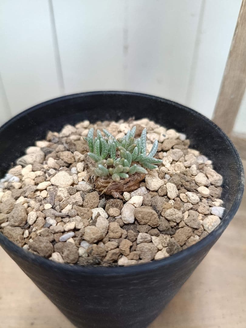 大介ページ　　D039 珍種 アボニア クイナリア（赤花）