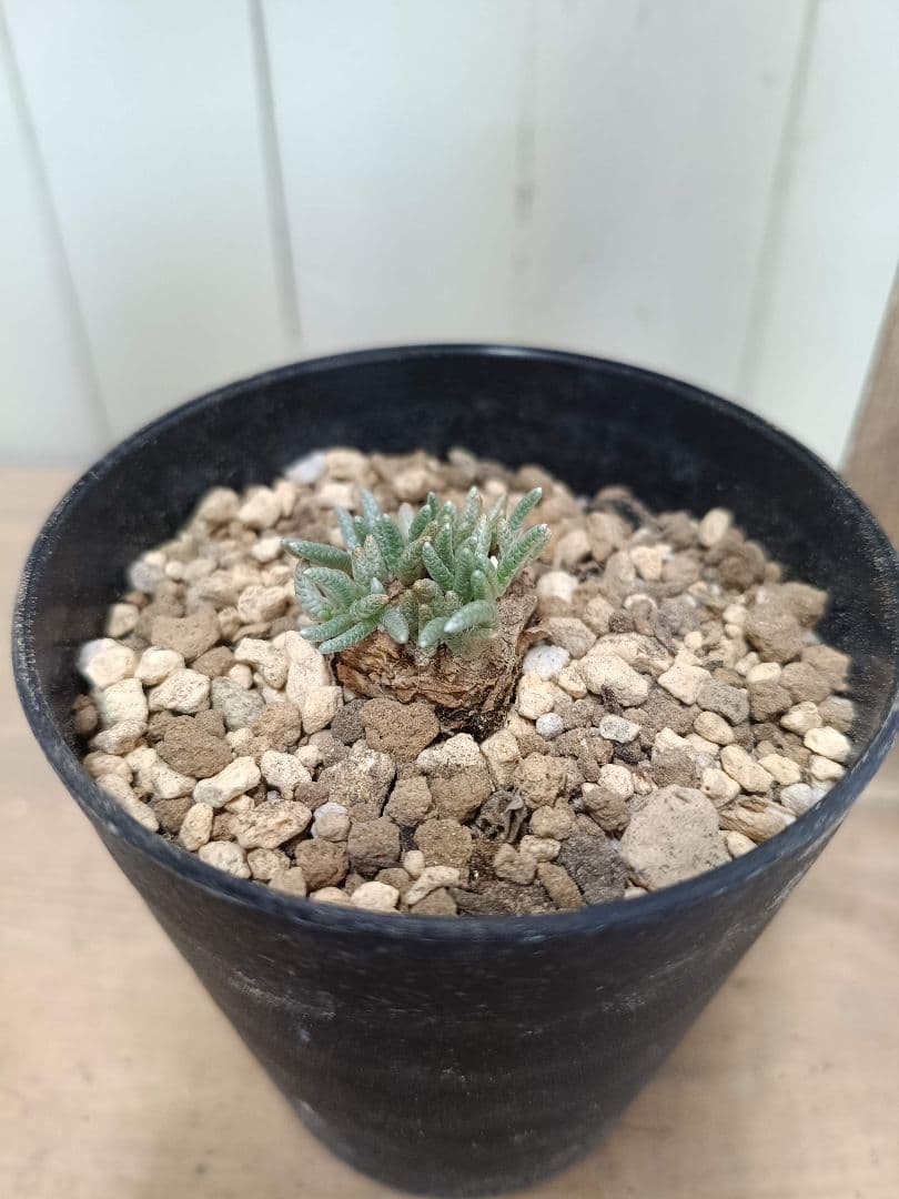 大介ページ　　D039 珍種 アボニア クイナリア（赤花）