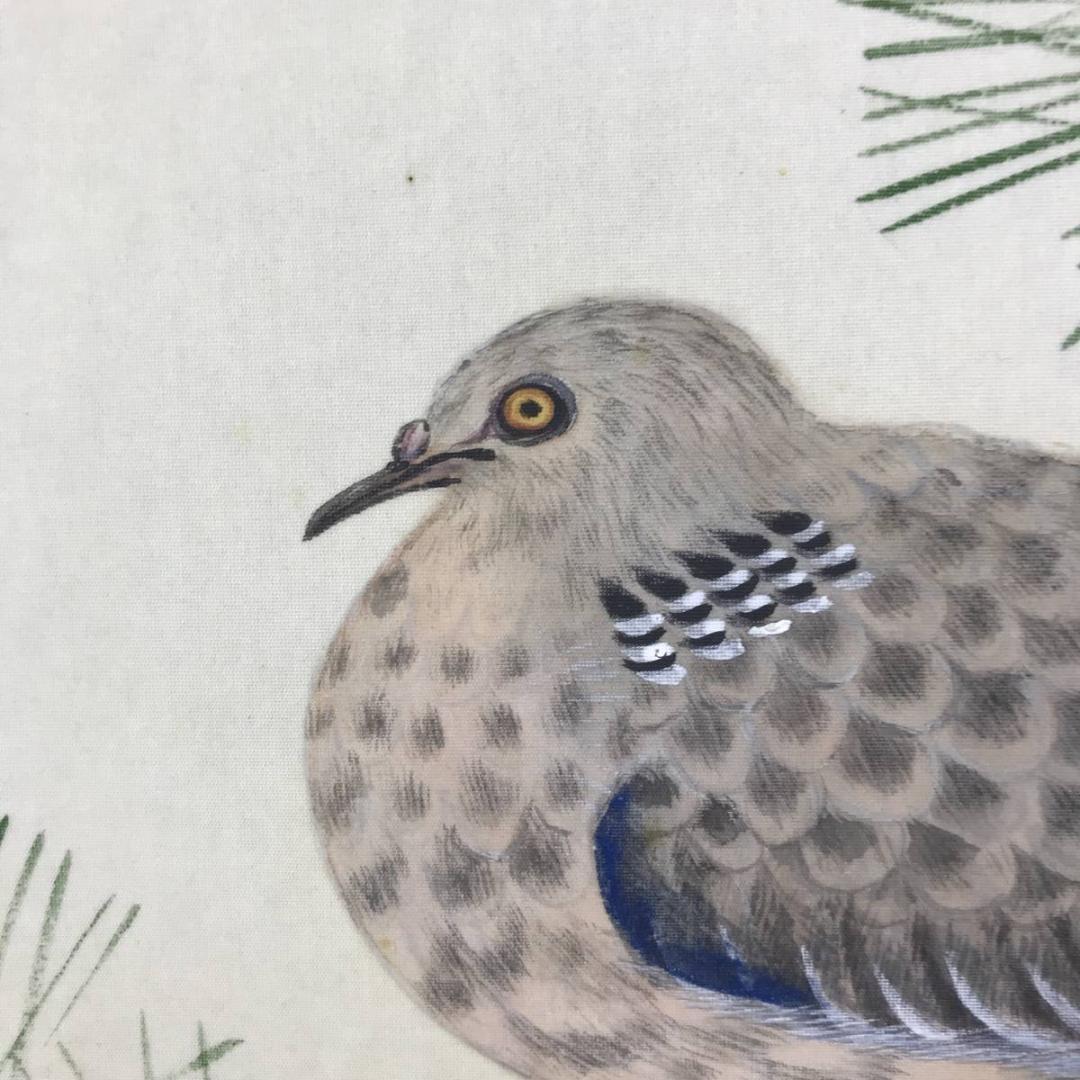 真作/松歳/八幡鳩図/松に鳩図/鳥図/八幡神社/八幡神使/名家伝来/AE-97