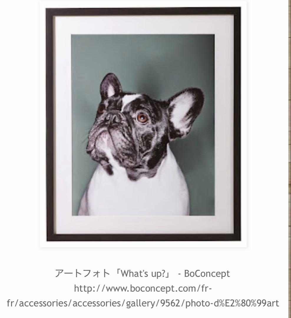 パグ アートフォト「What's up？」デンマーク　レア