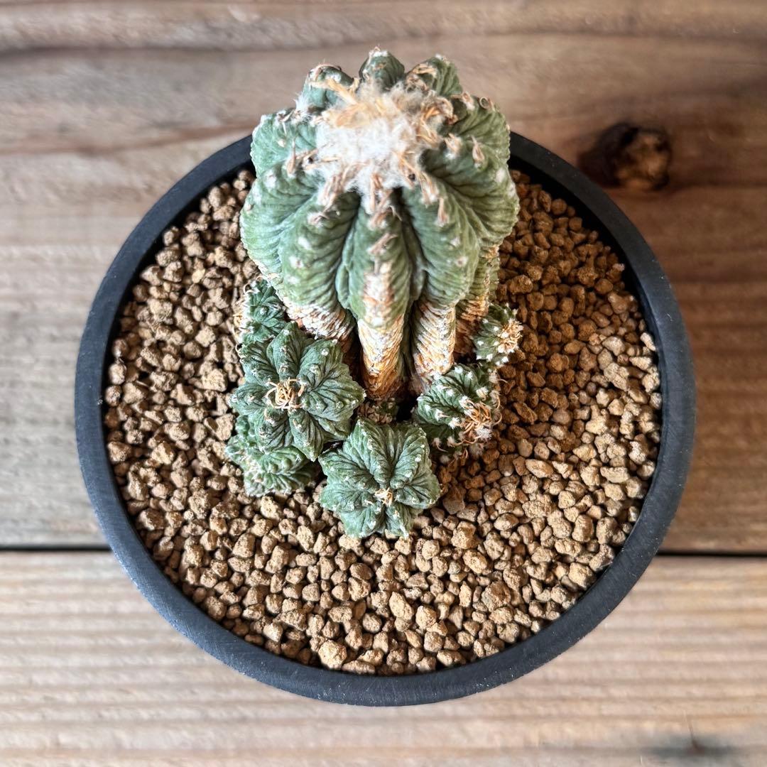 【希少品種】花籠 Aztekium ritteri アズテキウム リッテリー