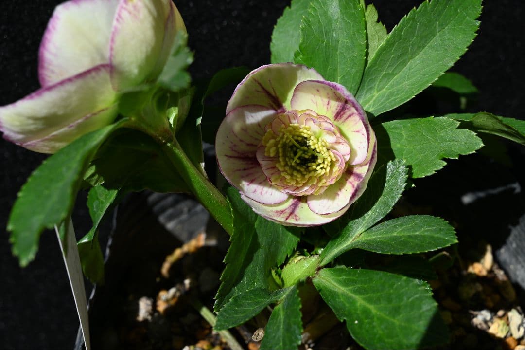 クリスマスローズ　認定プリマヴェーラ　sd多弁 加藤農園