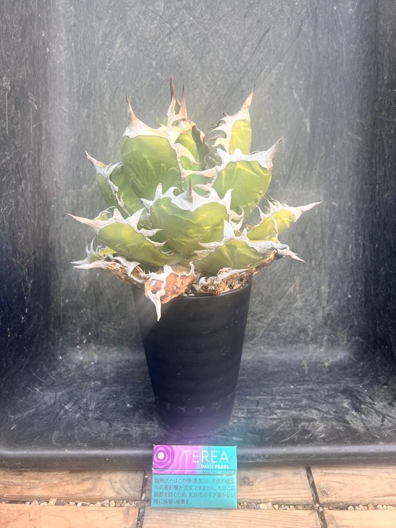 m*o様 アガベ　オアハカ現地株　特大株