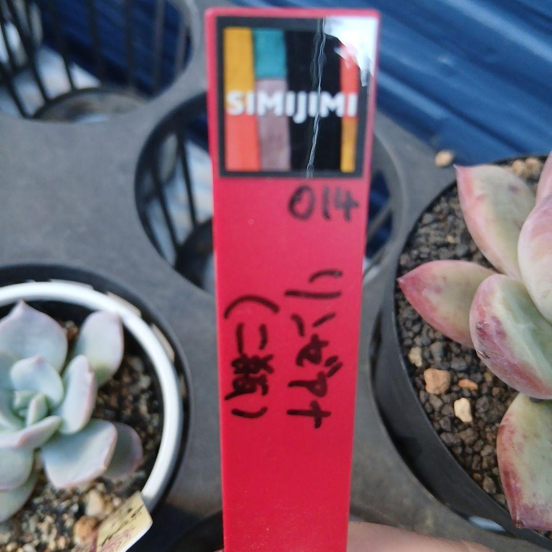 二瓶リンゼアナ　札付き　ポットごと発送