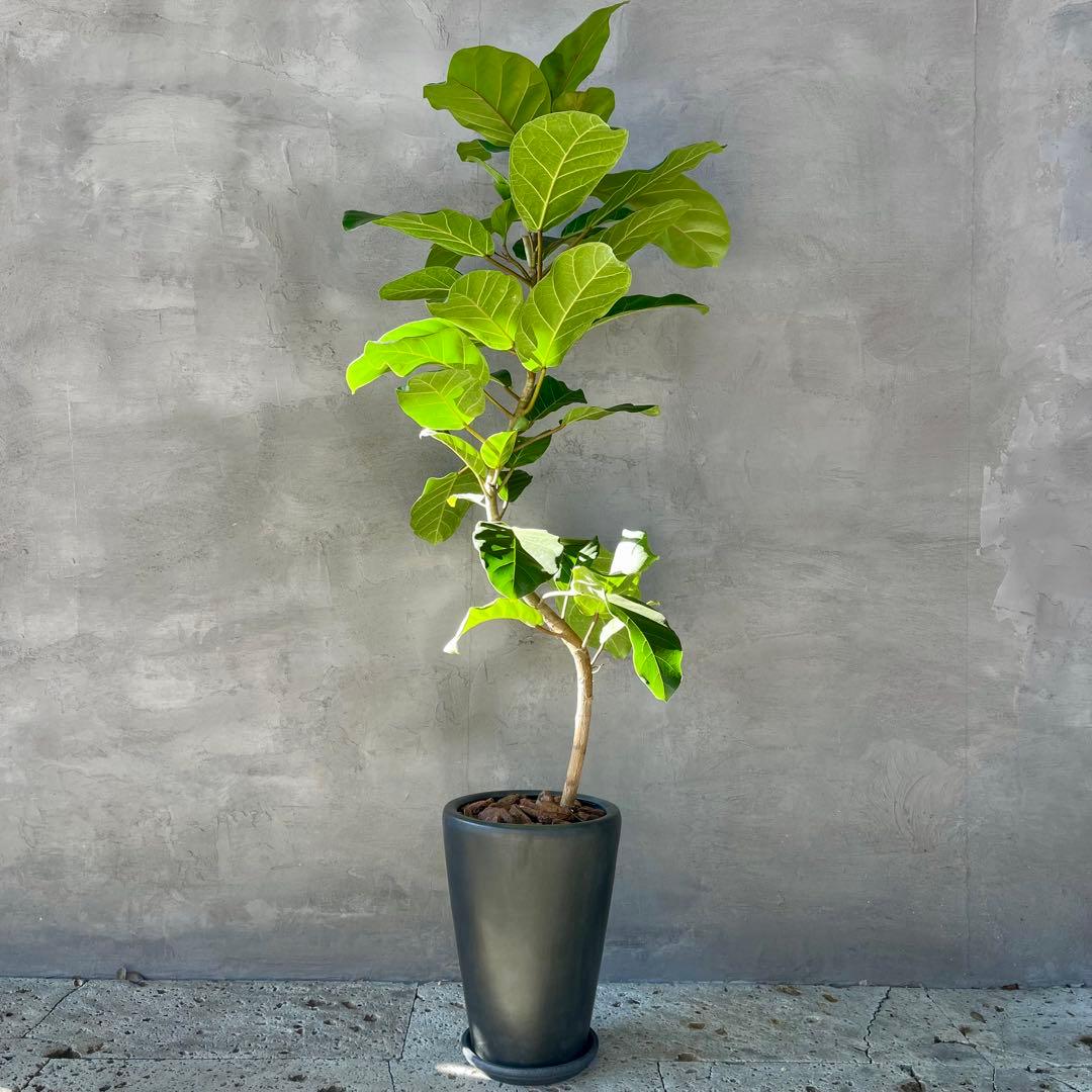 希少　特大　フィカス　アフリカンプリンス　曲がり仕立て　陶器鉢　植え込み発送