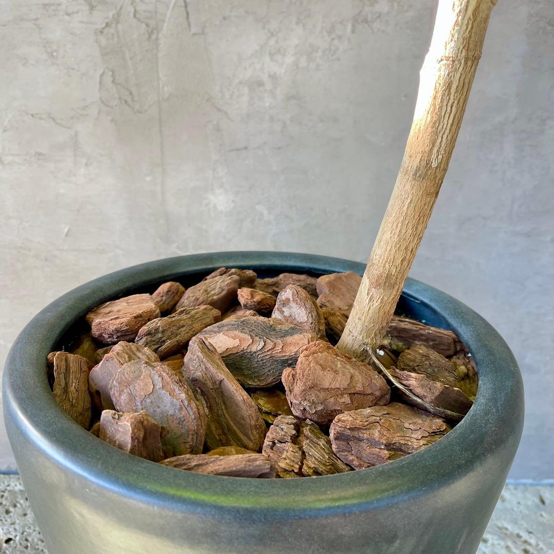 希少　特大　フィカス　アフリカンプリンス　曲がり仕立て　陶器鉢　植え込み発送