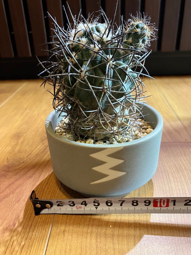 グリセオビオラセア＆valiem