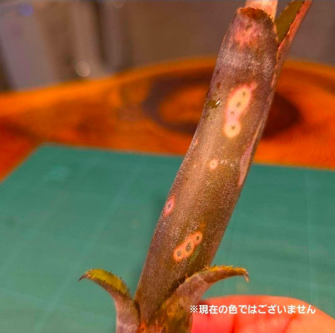 【ビルベルギア ディッピンドッツ】孫株出そうな突起付き♪発根済♪タンクブロメリア