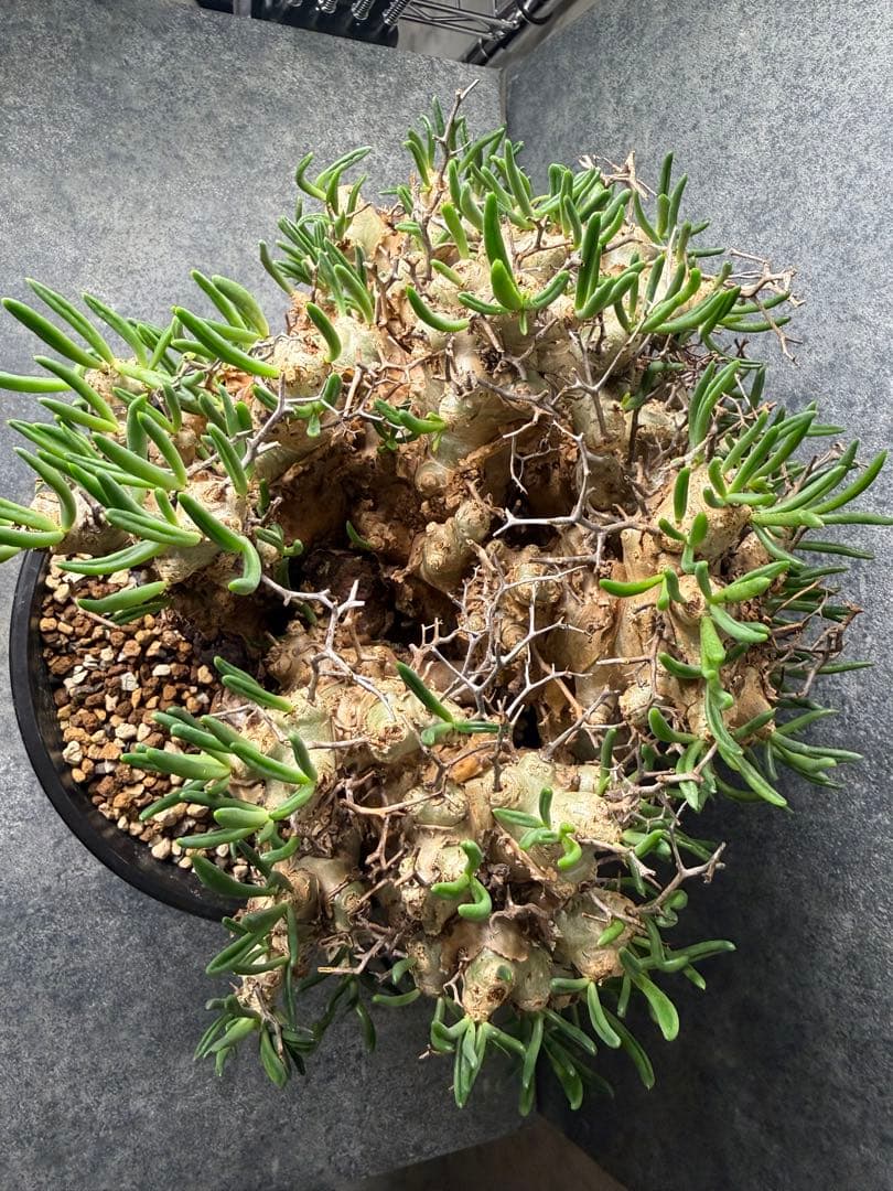 チレコドン　レティキュラータス　万物想　現地球　発根済み　大株　現16