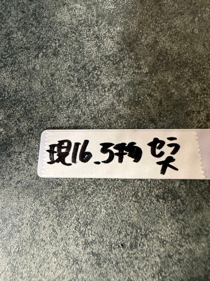 チレコドン　レティキュラータス　万物想　現地球　発根済み　大株　現16