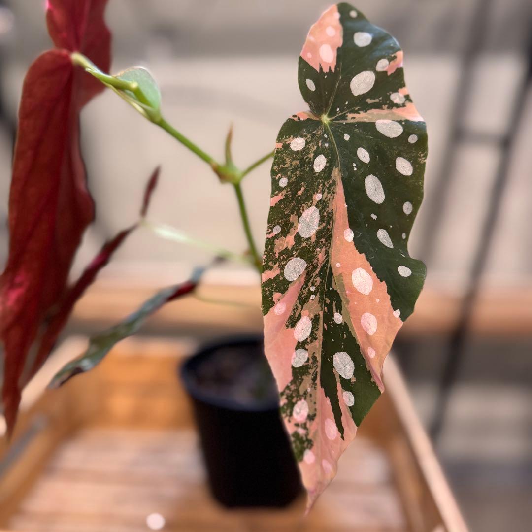 S*H様 14 ベゴニア　マクラータ　斑入り　カット可能