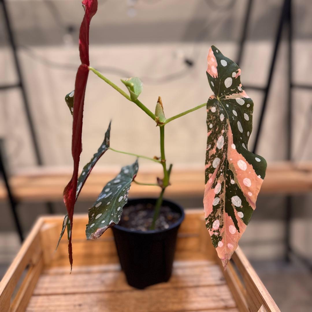 S*H様 14 ベゴニア　マクラータ　斑入り　カット可能