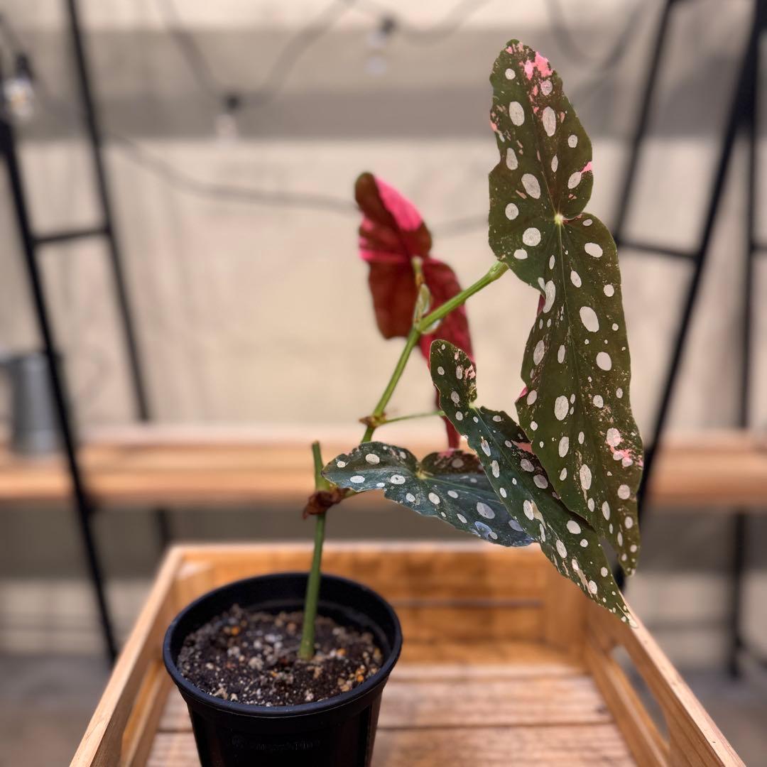 S*H様 14 ベゴニア　マクラータ　斑入り　カット可能