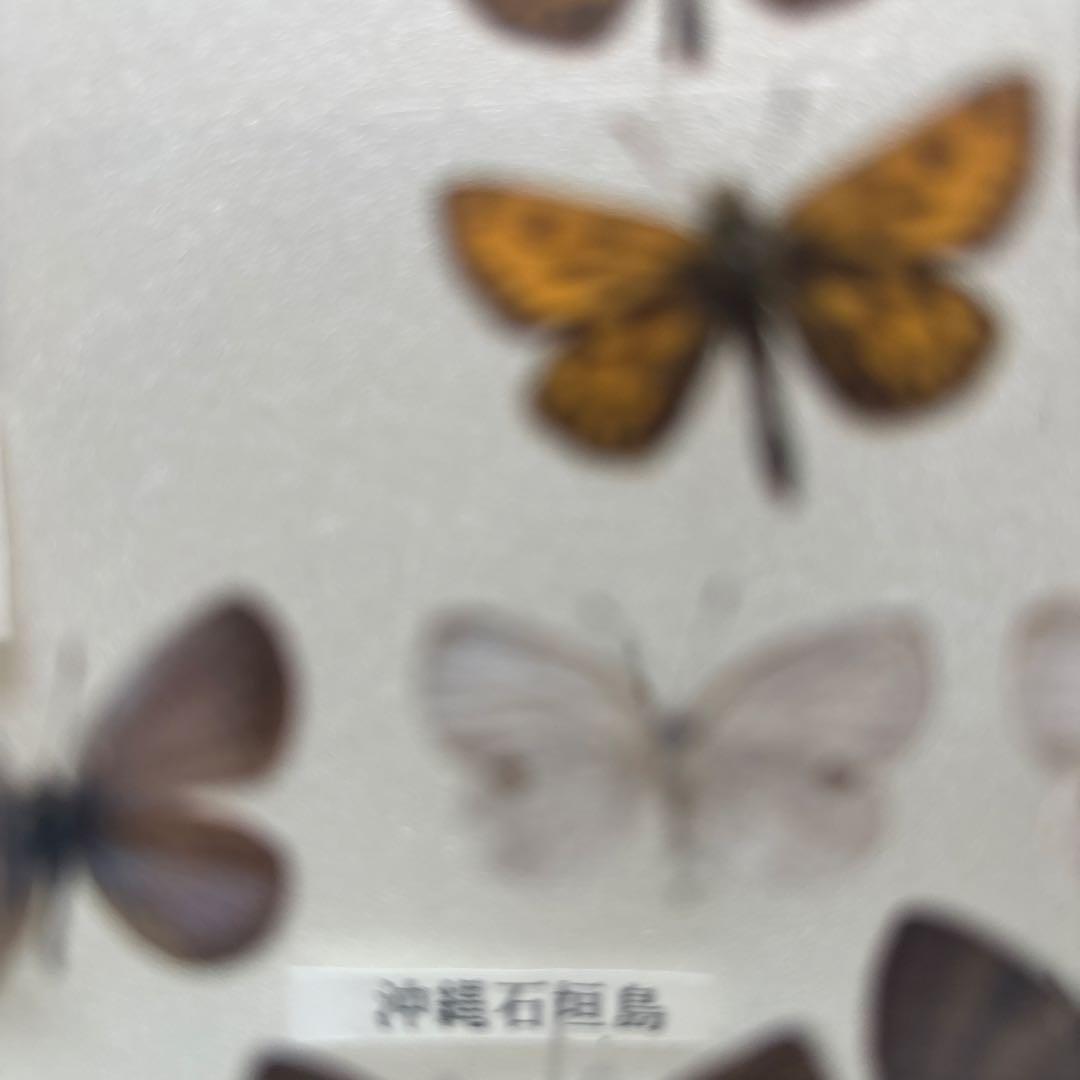 蝶の標本セット（ガラスケース入り）
