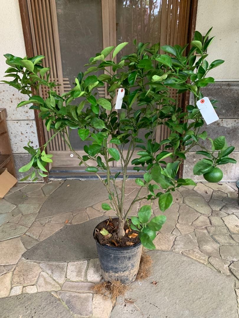 無農薬 スイートスプリングオレンジ 苗木 果樹 特大株