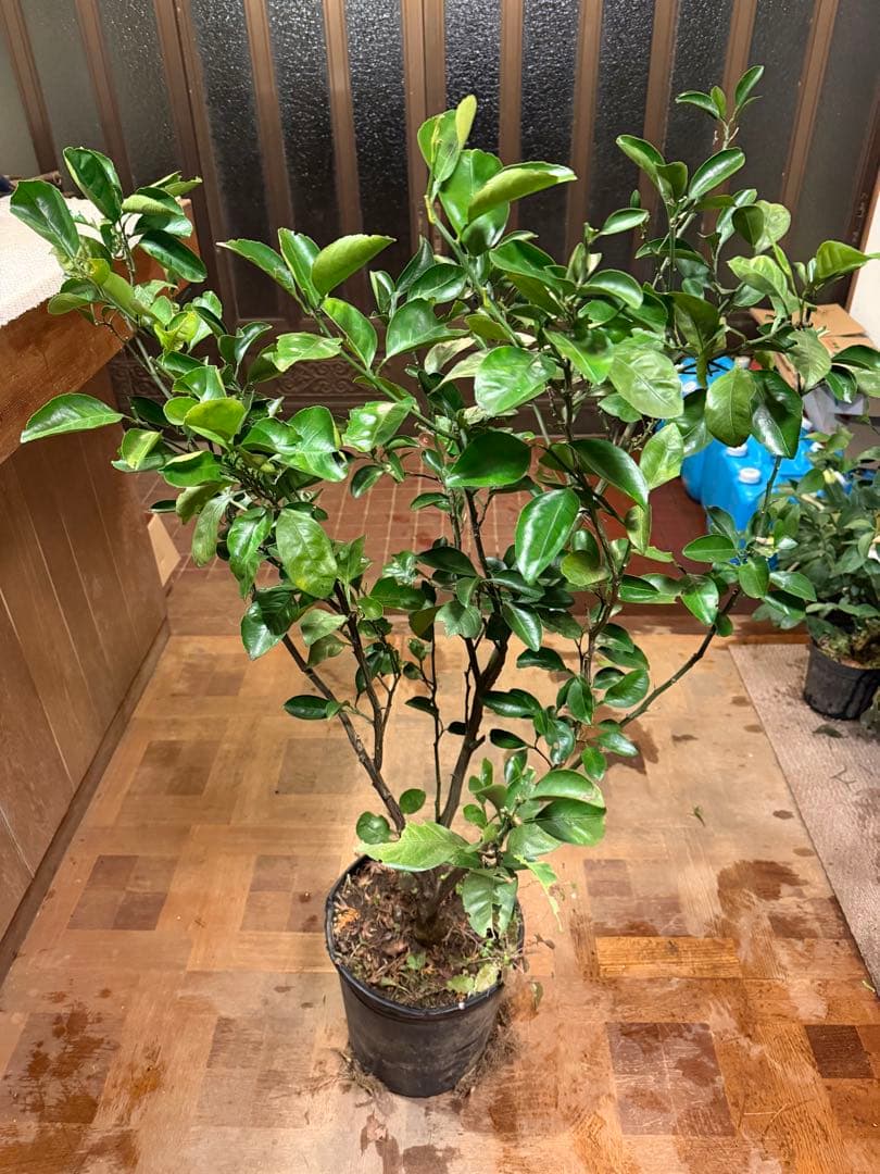 無農薬 スイートスプリングオレンジ 苗木 果樹 特大株