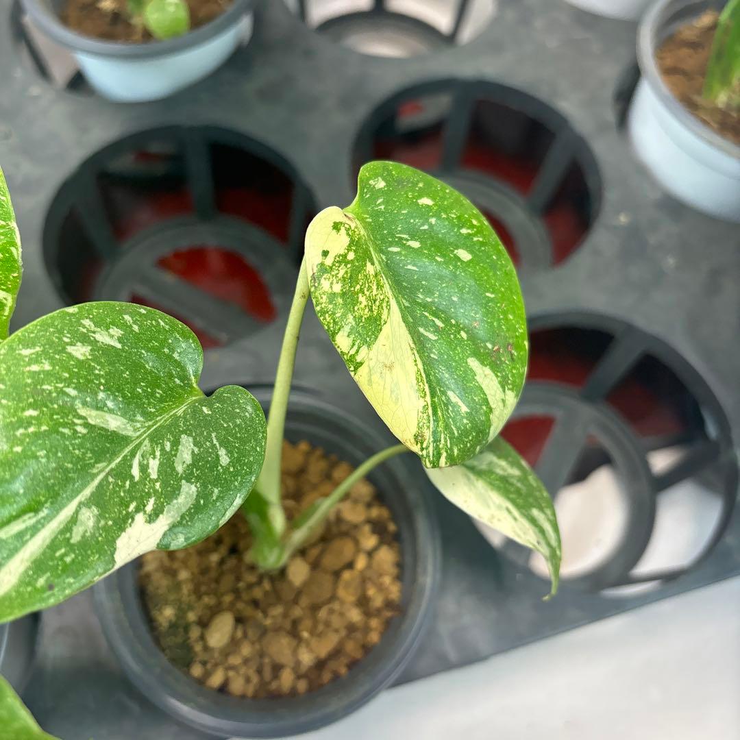 s*s様 a17モンステラ・タイコンステレーション5株➕バールマルクスフレーム3