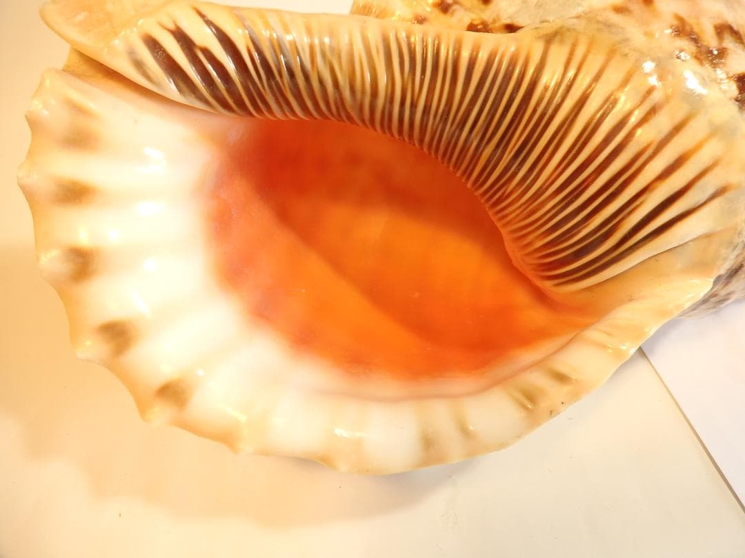 法螺貝 約40㎝ 木製歌口,新品 MH-469