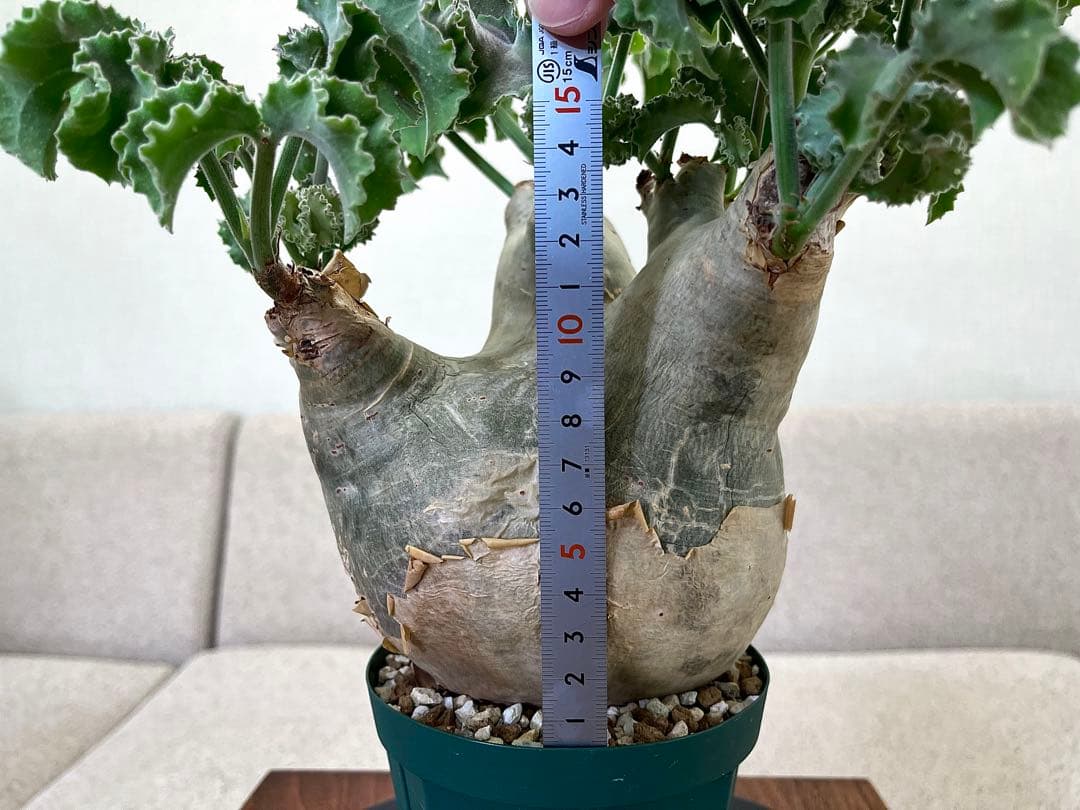 キフォステンマ マクロプス 良形